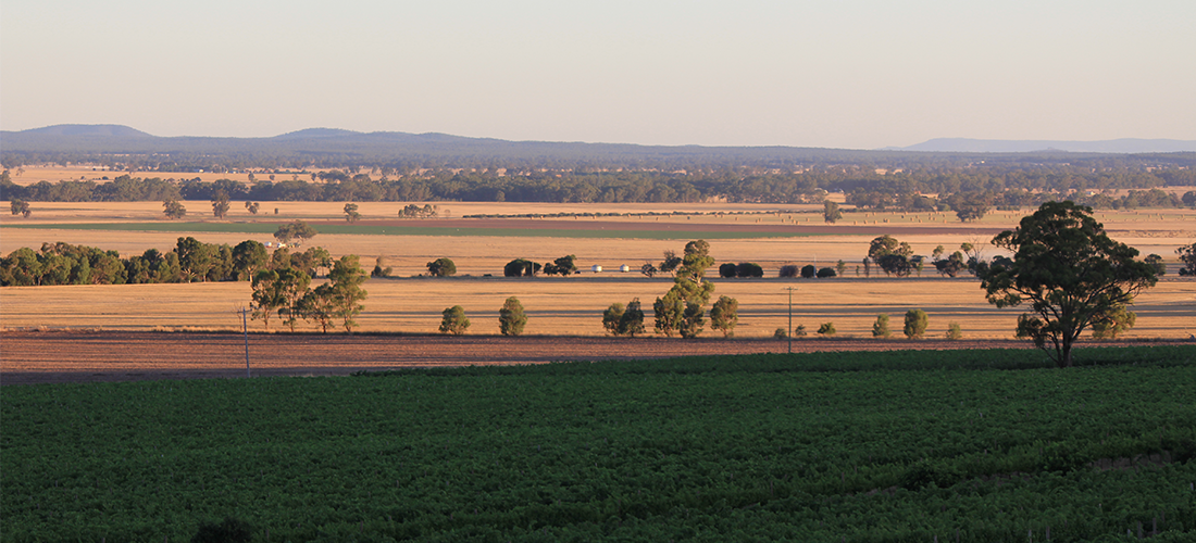 Whistling Eagle vineyard